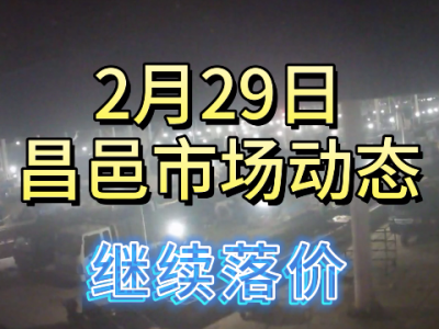 2月29日 昌邑生姜交易实况（继续落价） ()