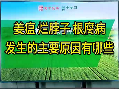 姜瘟、烂脖子、根腐病发生的主要原因有哪些？ ()