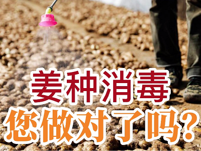 姜种消毒 您做对了吗？ ()