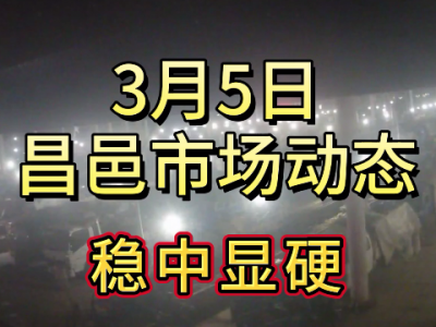 3月5日 昌邑生姜交易实况（稳中显硬） ()