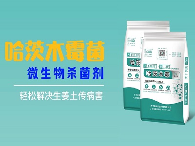 哈茨木霉菌：微生物杀菌剂，轻松解决生姜土传病害 ()
