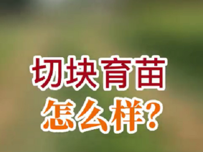 切块育苗怎么样？ ()