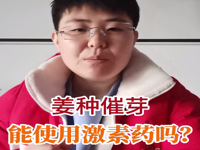 姜种催芽能使用激素药吗？ ()