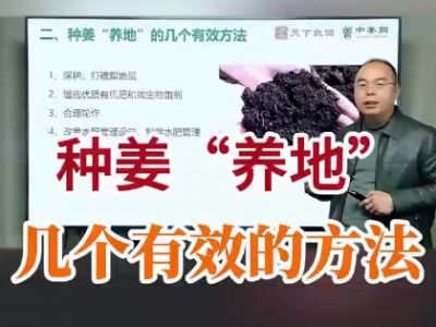 种姜“养地”，几个有效的方法 ()