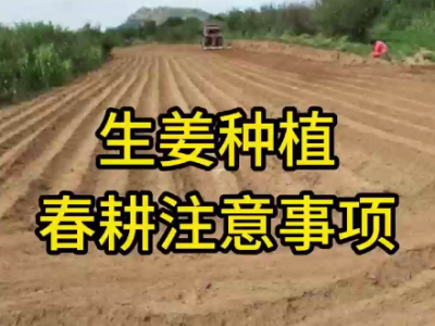 生姜种植春耕注意事项 ()