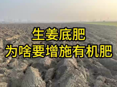 生姜底肥为啥要增施有机肥 ()