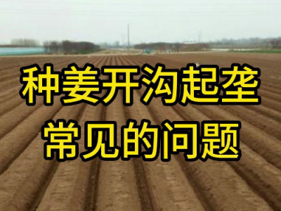 种姜开沟起垄常见的问题 ()