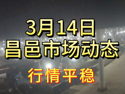 3月14日 昌邑生姜交易实况（行情平稳） ()