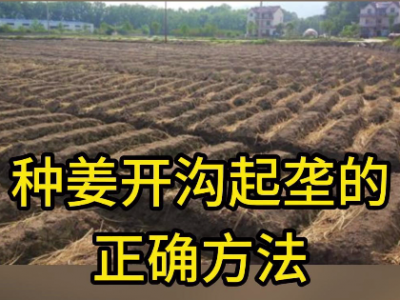 开沟起垄的正确方法 ()