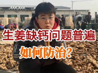 生姜缺钙问题普遍，如何防治？ ()