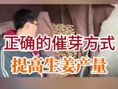 正确的催芽方式提高生姜产量 ()