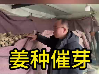 生姜种植：姜种催芽 ()