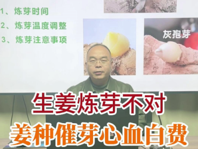 生姜炼芽不对，姜种催芽白费 ()