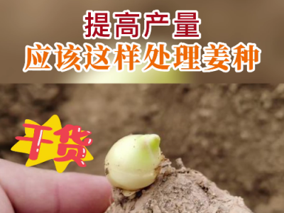 提高产量 应该这样处理姜种 ()