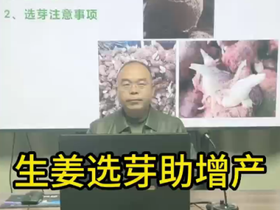 生姜选芽助增产 ()