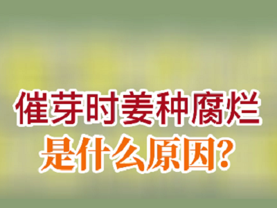 催芽时姜种腐烂是什么原因？ ()