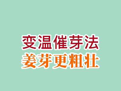 变温催芽法 姜芽更粗壮 ()