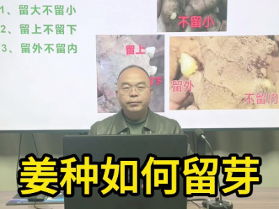 姜种如何留芽？ ()