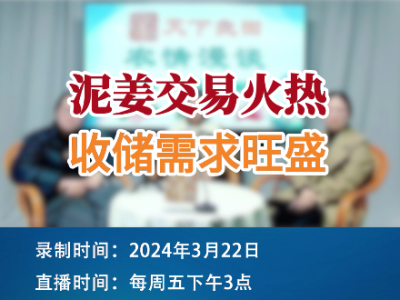 泥姜交易火热  收储需求旺盛 ()