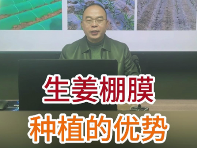 生姜棚膜种植的优势 ()