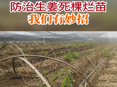 防治生姜死棵烂苗 我们有妙招 ()