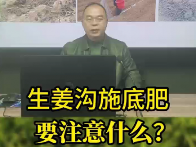 生姜沟施底肥要注意什么？ ()