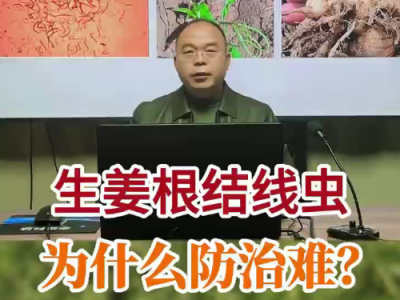 生姜根结线虫为什么防治难？ ()