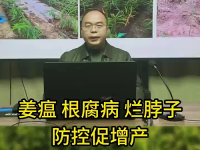 姜瘟根腐病烂脖子防控促增产 ()