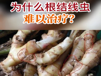 为什么根结线虫难以治疗？ ()