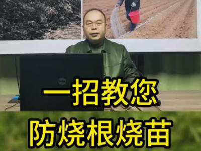 一招教您防烧根烧苗 ()