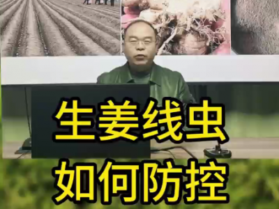 生姜线虫如何防控 ()