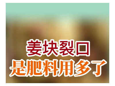 姜块裂口 是肥料用多了 ()