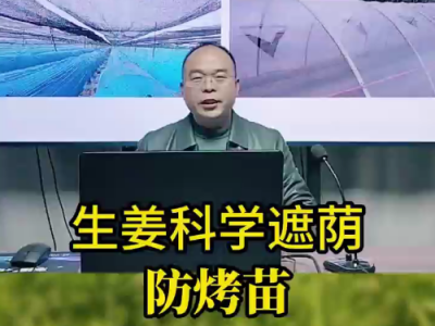 生姜科学遮荫防烤苗 ()