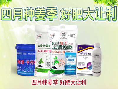 四月种姜季，好肥大让利！ ()