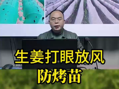 生姜打眼放风防烤苗 ()