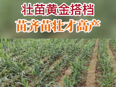 壮苗黄金搭档--苗齐苗壮才高产！ ()