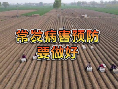 生姜死棵烂苗防治组合 ()