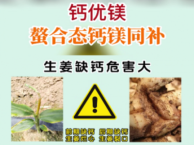 钙优镁--螯合态钙镁同补！ ()