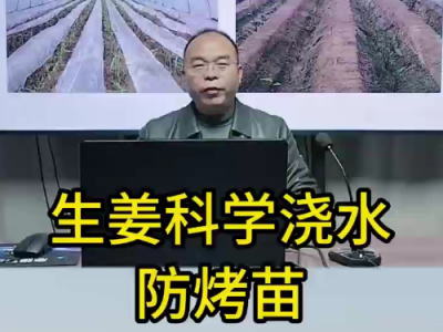 生姜科学浇水防烤苗 ()