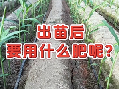 海藻·甲壳素--天然海藻营养！ ()