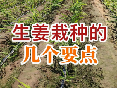 生姜栽种的几个要点 ()