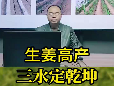 生姜高产三水定乾坤 ()