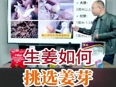 生姜如何挑选姜芽？ ()