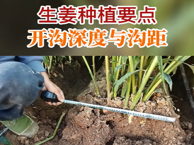 生姜种植要点：开沟深度与沟距 ()