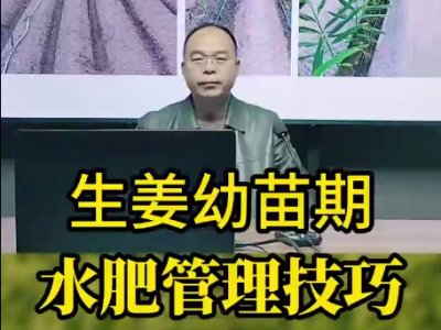 生姜幼苗期水肥管理技巧 ()