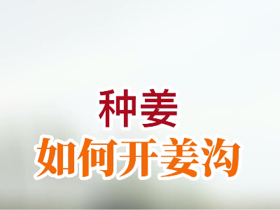 如何开姜沟？ ()