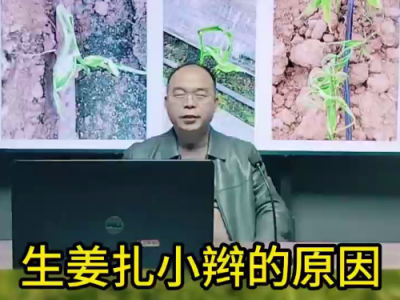 生姜扎小辫的原因 ()