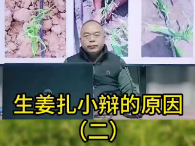 生姜扎小辫的原因(二） ()