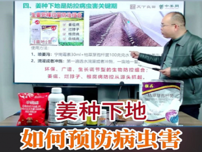 姜种下地如何预防病虫害 ()