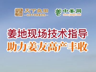 姜地现场技术指导，助力姜友高产丰收 ()